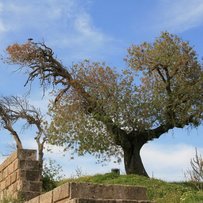 Ostertanzreise Rhodos 2017